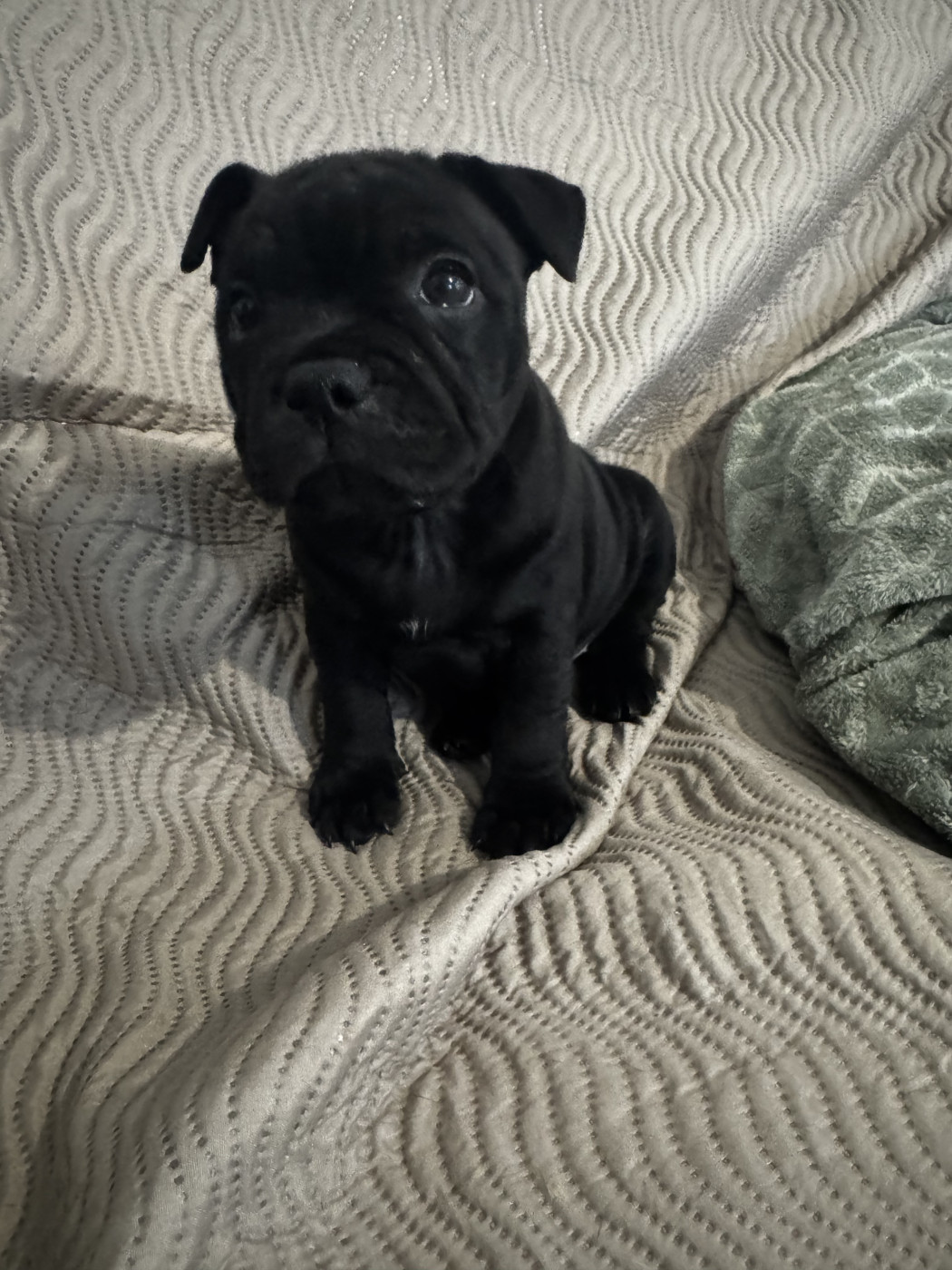 Black Diamond - Chiots disponibles - Staffordshire Bull Terrier